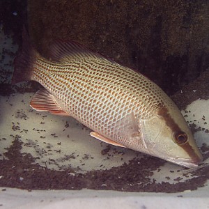 Grey snapper