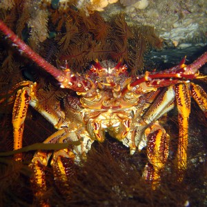 Tasmanian Crayfish