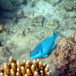 CairnsWhitsundays_083