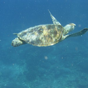 Green_turtle