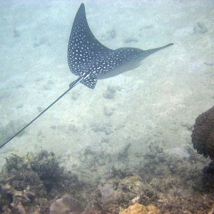 Eagle_ray1