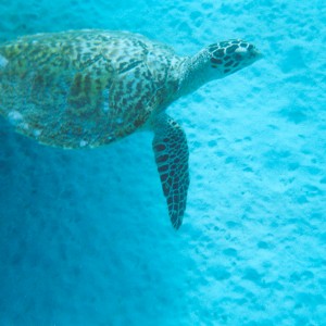 Sea_Turtle_2