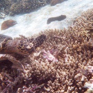 Sea_Turtle_eating_coral