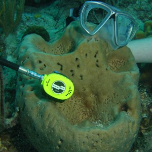Scuba diving sponge