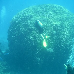 Huge Brain Coral - Nuweiba