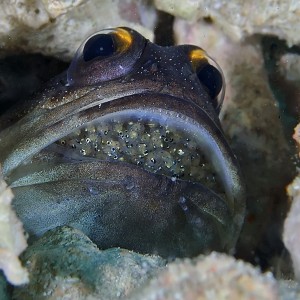 Jawfish Eggstacy