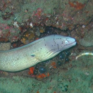 Geometric Moray