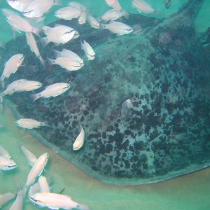 Round Ribbontail Ray