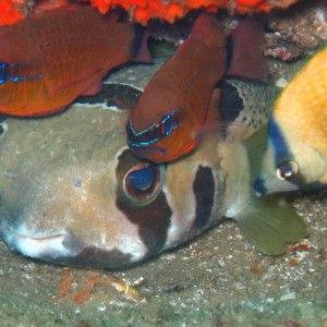 Shortspine Porcupinefish