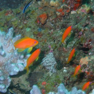 Goldies (Male top left)