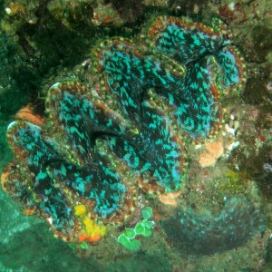 Giant Clam