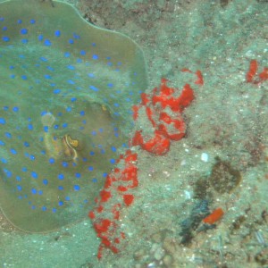 Bluespotted Stingray