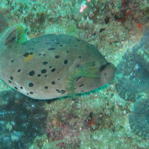 Shy Pufferfish