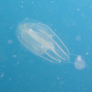 Comb Jelly