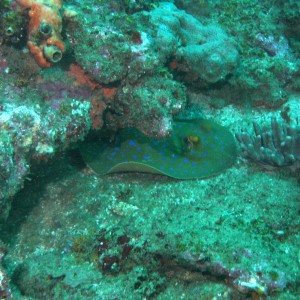 Bluespotted Stingray