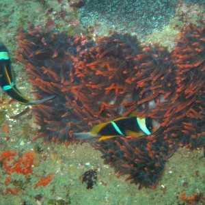 Twobar Anemonefish