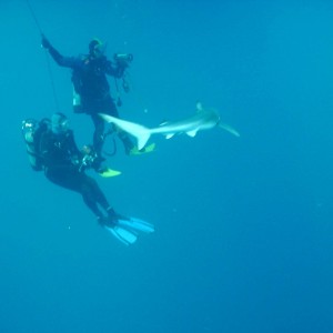 Blue Shark with divers