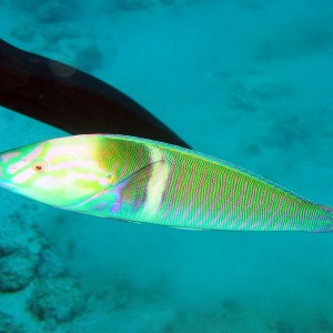 Long Face Wrasse