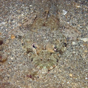 Longsnout Flathead