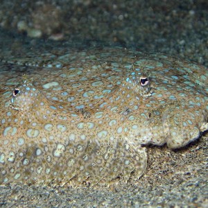 Peacock Flounder