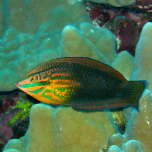 Two Spot Wrasse