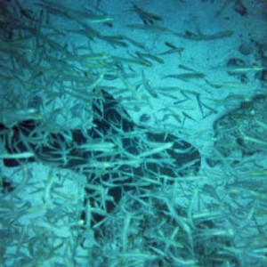 Nurse Shark Key Largo - Dry Rocks