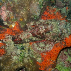 Spotted Scorpionfish