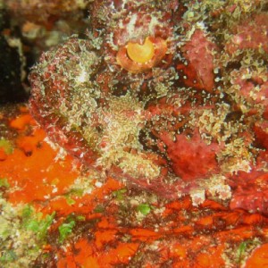 Spotted Scorpionfish Eye