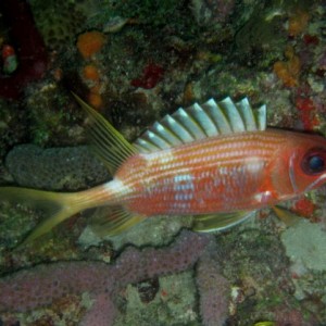 Longspine Squirrelfish