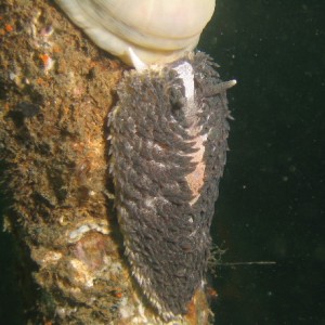 Shaggy Mouse Nudibranch