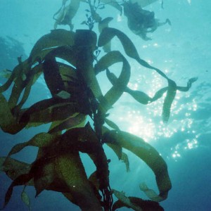 Giant kelp Tasmania