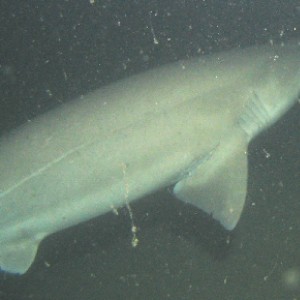 8'-9' Six Gill Shark