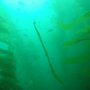 kelp near Anacapa - 10/09/05