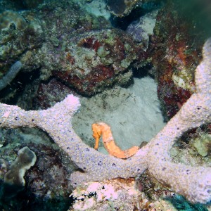 One of many seahorses