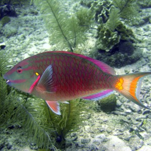 Parrotfish. Roatan, Honduras. October 2005