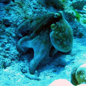 Octopus