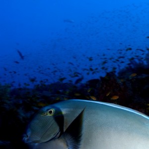 Baani Explorer Maldives 2005