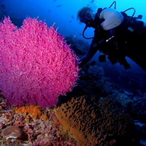 Baani Explorer Maldives 2005