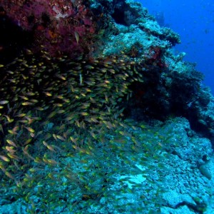 Baani Explorer Maldives 2005