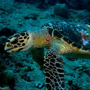 Baani Explorer Maldives 2005