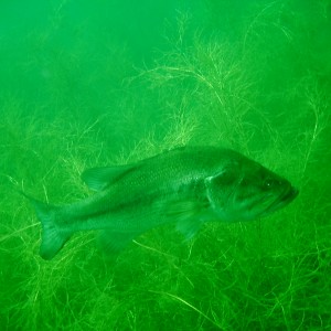 Largemouth Bass in Shallows