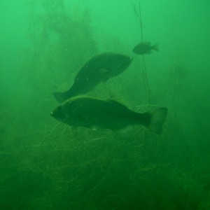 Two Largemouth Bass