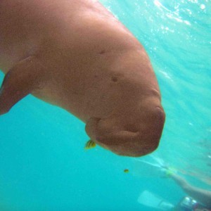 Dances with Dugong - Nicky