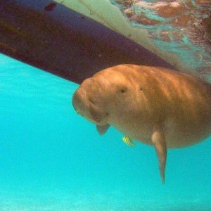 Dances with Dugong - Nicky