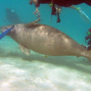 Dances with Dugong - Nicky