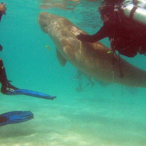 Dances with Dugong - Nicky