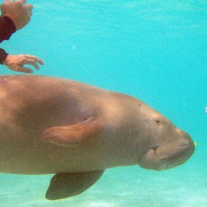 Dances with Dugong - Nicky