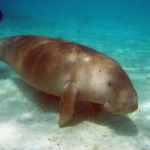 Dances with Dugong - Nicky