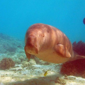 Dances with Dugong - Nicky