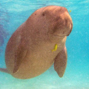 Dances with Dugong - Nicky